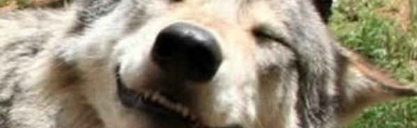 Brit Paws Discord Server Banner