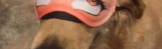 💖AnimeLovers💖 Discord Server Banner