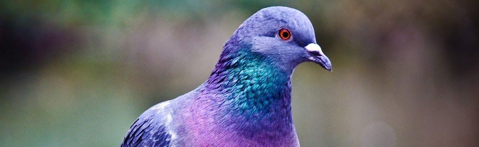 Golubland Discord Server Banner