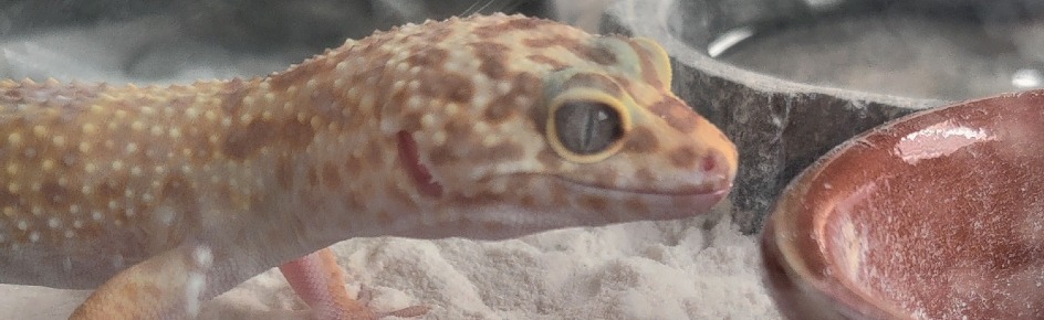 La madriguera Discord Server Banner