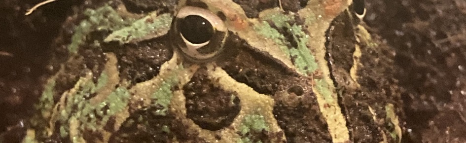 Harold's Pond Discord Server Banner