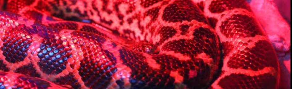 MillenniuM 2.0 Discord Server Banner