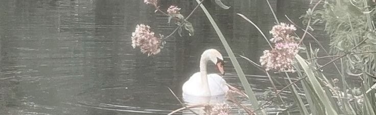 ˗ˋ Elysian ⋆｡˚✰ Social ⁹𓍢 Gaming Discord Server Banner