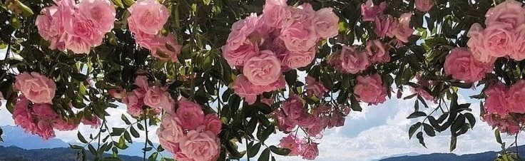 romance Discord Server Banner