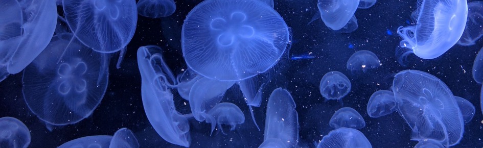 When The Tide Comes In Discord Server Banner