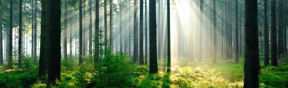 Bushcraft & More Discord Server Banner