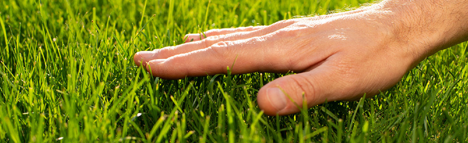 grass. Discord Server Banner