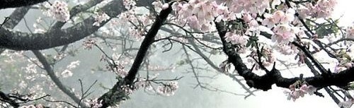 Hoshiko Discord Server Banner