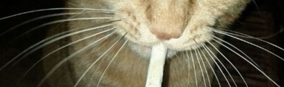 Starks ¦ Community Discord Server Banner