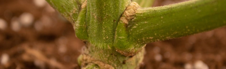 CanCord Discord Server Banner