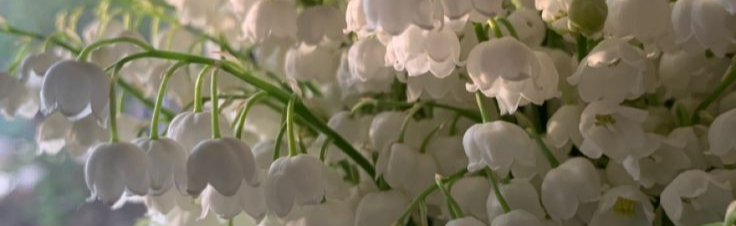 Lily of The Valley Discord Server Banner