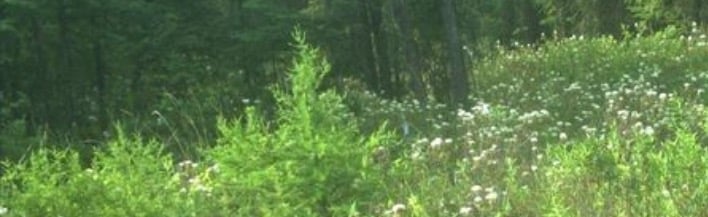 •… .~*+ ᴡᴀɴᴅᴇʀᴡᴏᴏᴅ ~ {ᴡʟᴡ} . ݁˖* Discord Server Banner