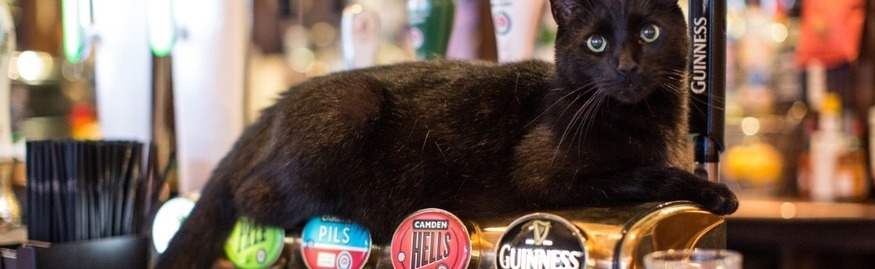 Purridice Pub Discord Server Banner