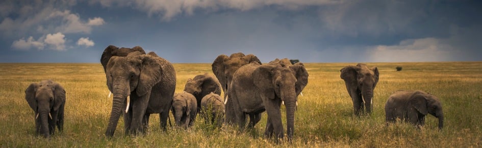 All Around Project Discord Server Banner