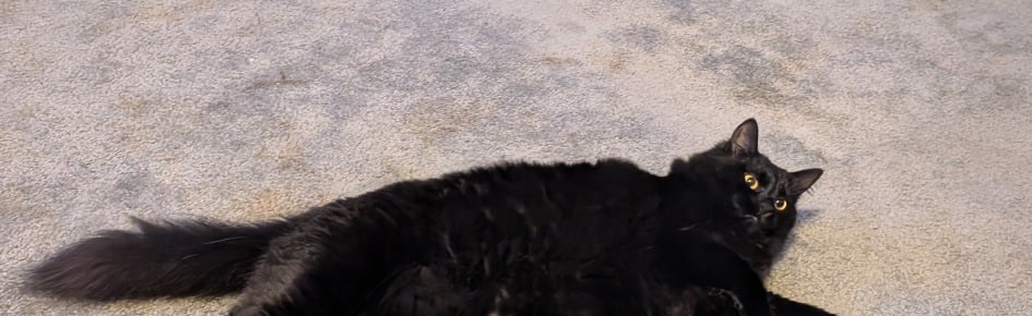 Froggy Friends Discord Server Banner