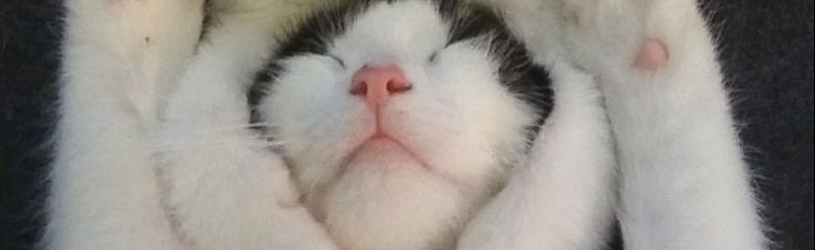 Kitten Paradise Discord Server Banner