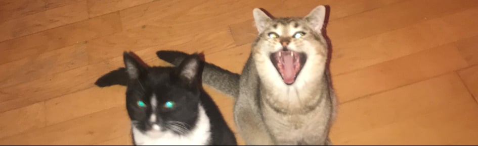 BaskCatCafé Discord Server Banner