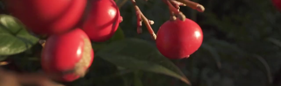 Cider Discord Server Banner