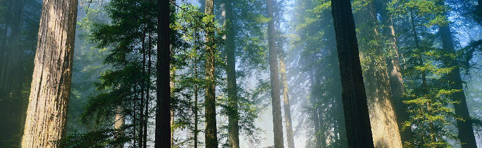 PNW Bar Citizen Discord Server Banner