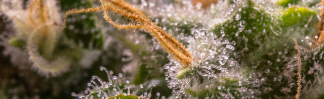 Grow Hub Discord Server Banner