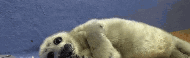 the navy seals Discord Server Banner