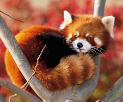 ?????? | C&M Discord Server Banner