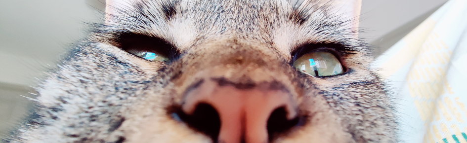 flippycord Discord Server Banner