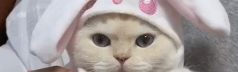 Heaven of Cats Discord Server Banner