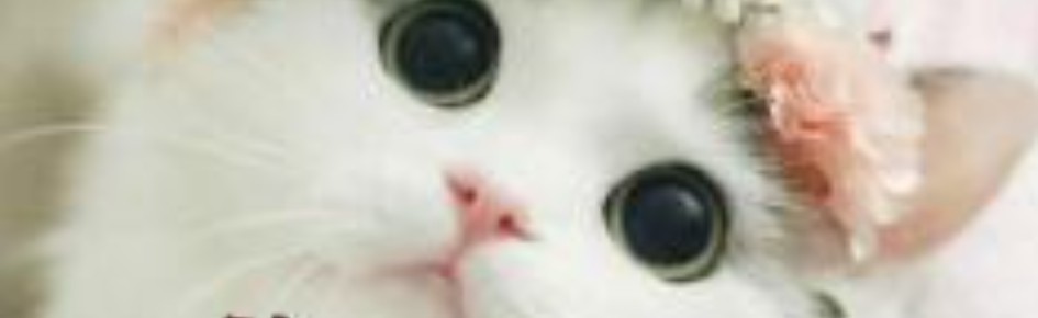 Cats Of Discord Discord Server Banner