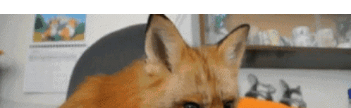 Nocturnal Server Discord Server Banner