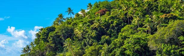 Helocia PPF Discord Server Banner