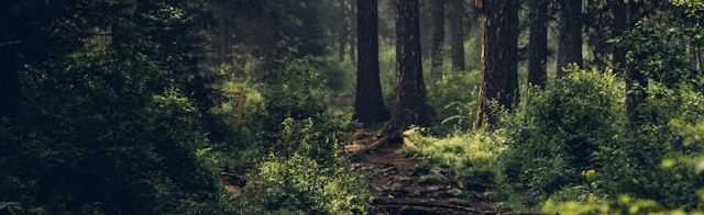 Healing Forest Discord Server Banner