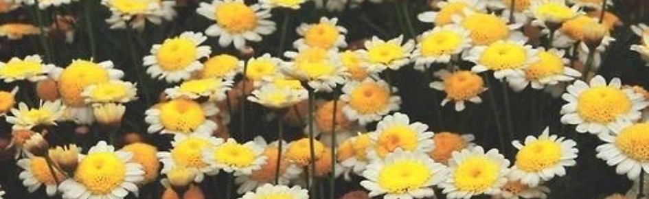 ????? ✕ ᵏᵖᵒᵖ Discord Server Banner