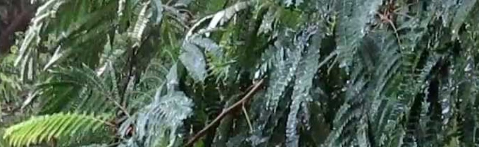 Pagan Druid Friends Discord Server Banner