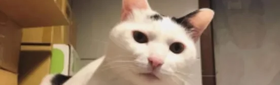 Aldaroo Discord Server Banner