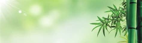 Panda’s Paradise Discord Server Banner