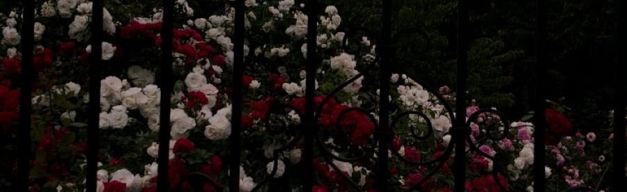 Thorns Among Roses Discord Server Banner