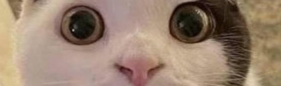 Lazy Cat Lounge Discord Server Banner