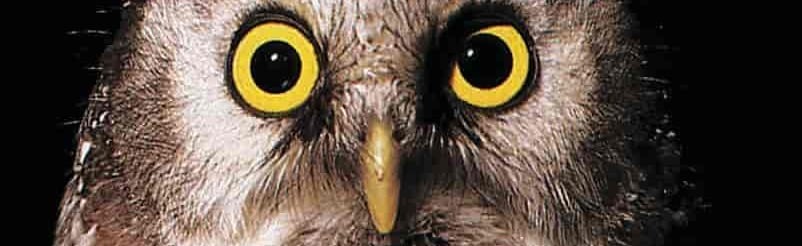 Ugler i mosen Discord Server Banner