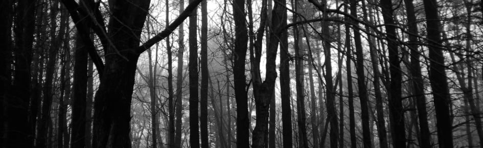 Moonlit Coven Discord Server Banner