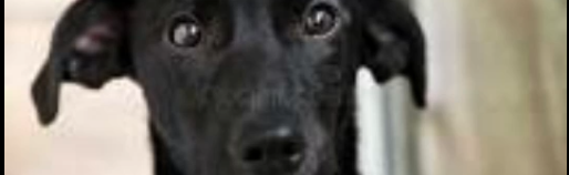 blacky Discord Server Banner