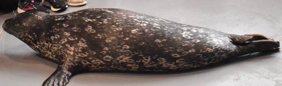 Sealdoge Discord Server Banner