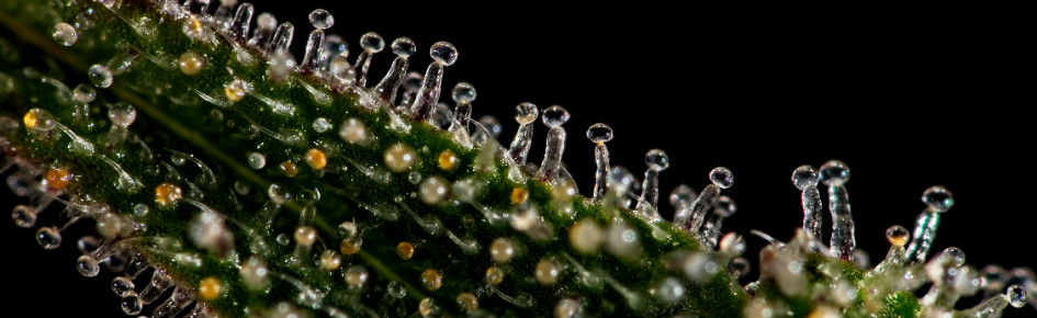 GrowHub Discord Server Banner