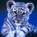 Tigers Twitch Icon