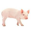 PIG FARM Icon