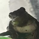 Frog. Small Banner