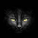 Black Cats Mystical Server Icon