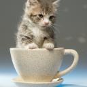 Mew Brew Catffee Small Banner
