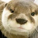 OtterBot Small Banner